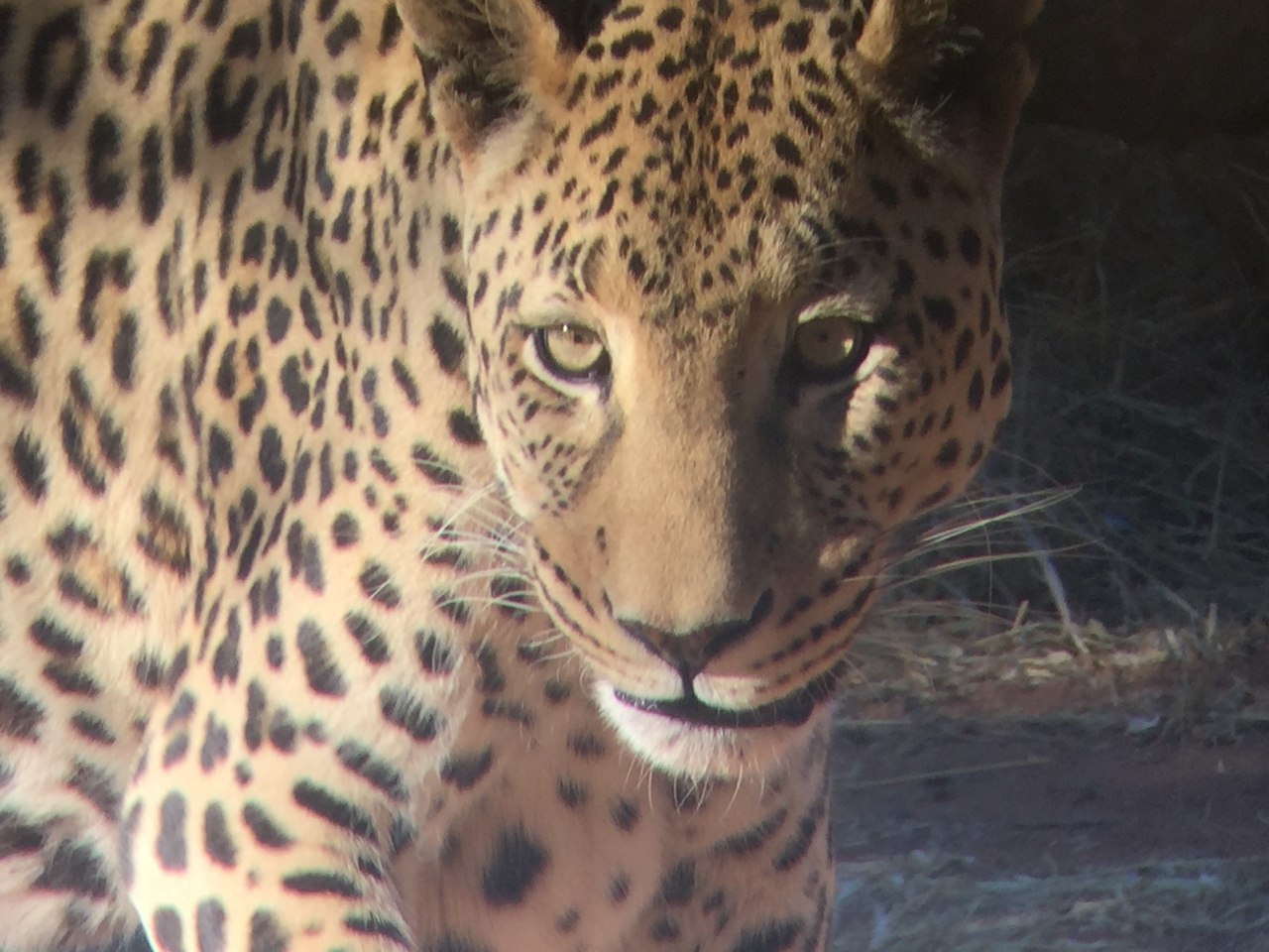 [9156] 2016_06_23_15_26_38_Africa_iPhone_6_IMG_7868_00453.jpg