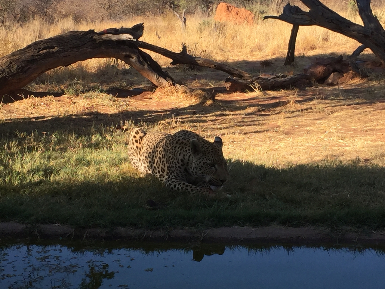 [9173] 2016_06_23_15_27_55_Africa_iPhone_6_IMG_7876_02802.jpg