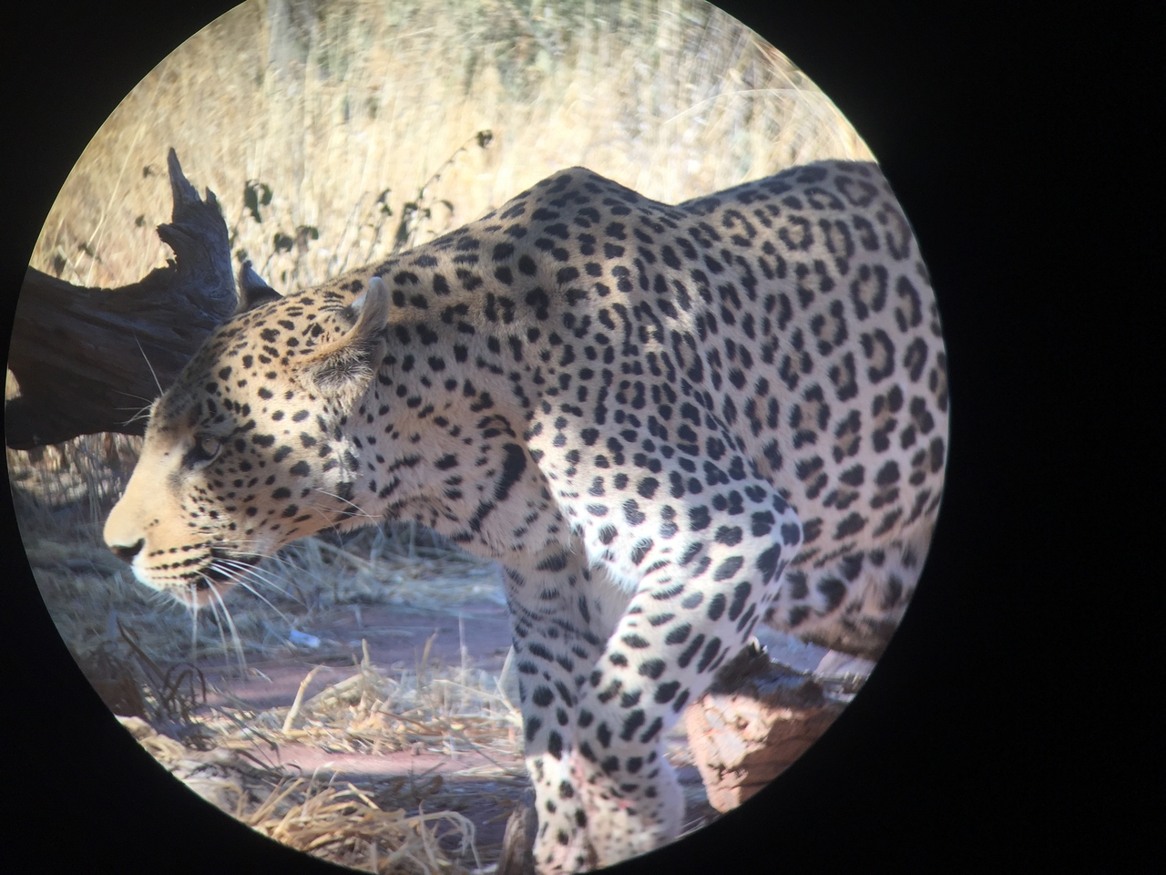 [9182] 2016_06_23_15_29_41_Africa_iPhone_6_IMG_7881_00466.jpg