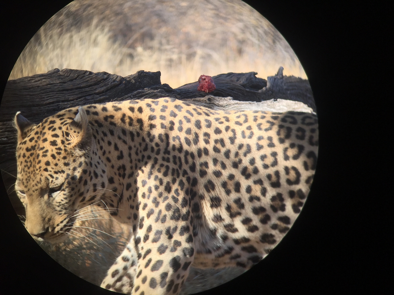 [9194] 2016_06_23_15_30_04_Africa_iPhone_6_IMG_7887_00472.jpg