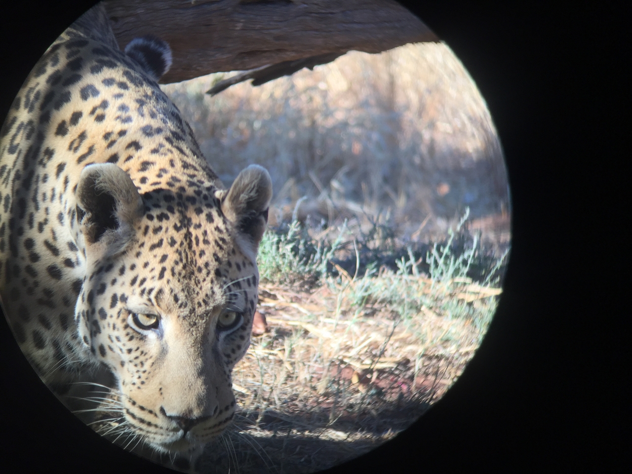 [9201] 2016_06_23_15_30_08_Africa_iPhone_6_IMG_7890_02816.jpg