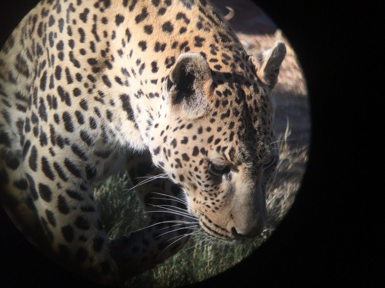 [9203] 2016_06_23_15_30_09_Africa_iPhone_6_IMG_7891_02817.jpg
