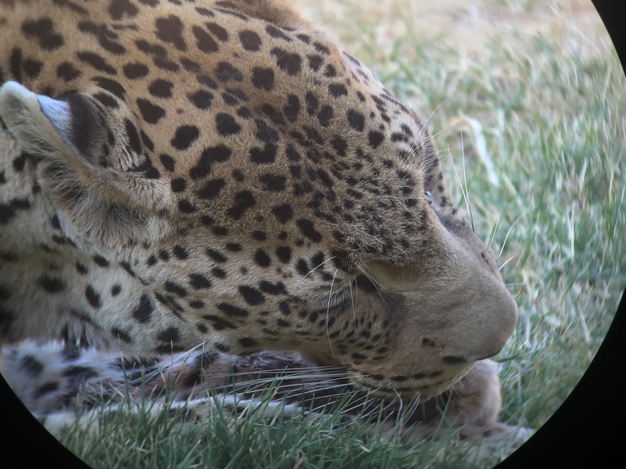 [9223] 2016_06_23_15_31_21_Africa_iPhone_6_IMG_7901_02827.jpg