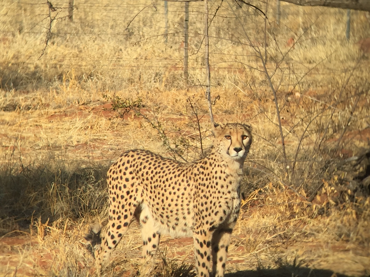 [9238] 2016_06_23_15_49_40_Africa_iPhone_6_IMG_7910_00494.jpg