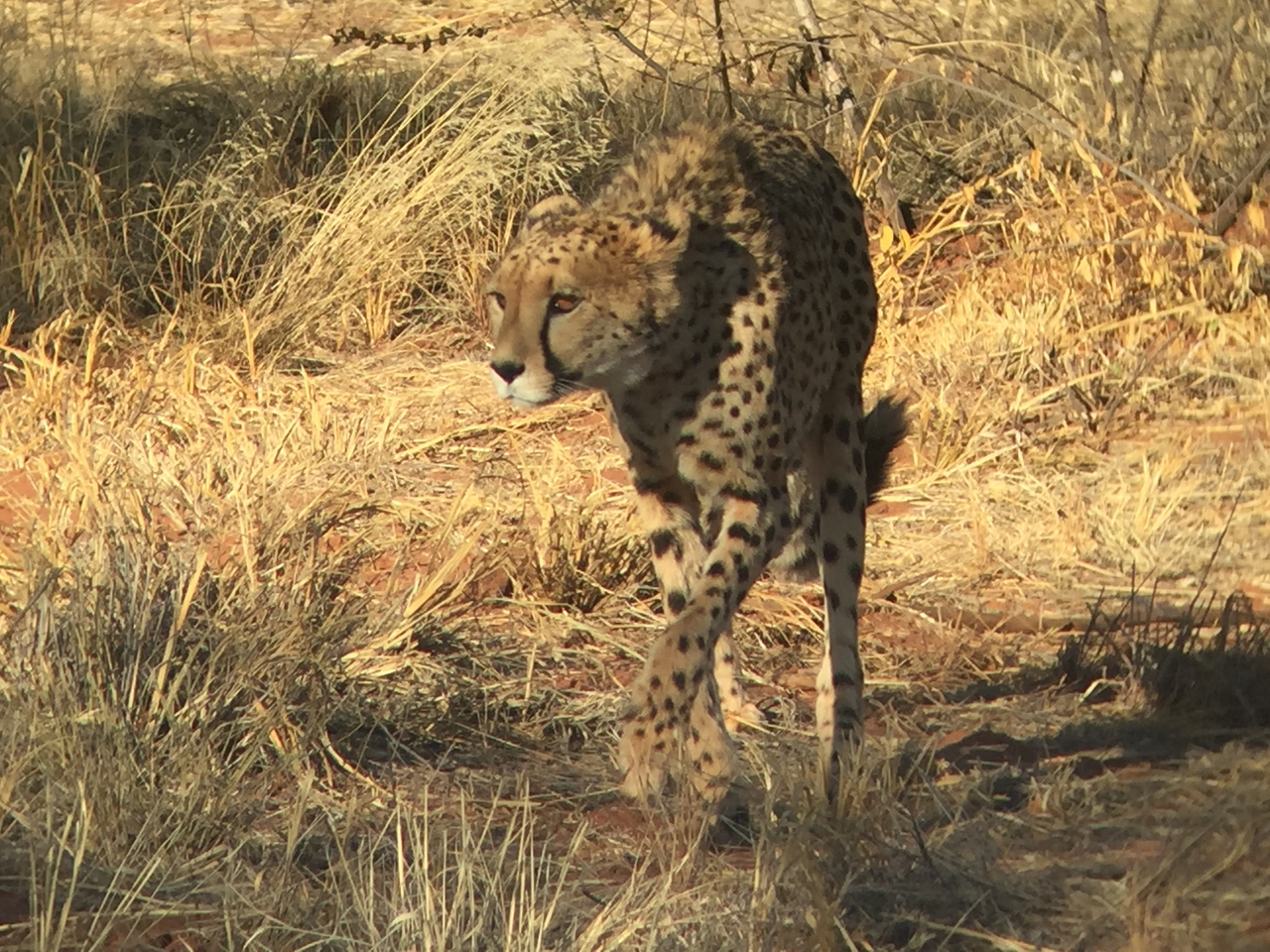 [9247] 2016_06_23_15_49_48_Africa_iPhone_6_IMG_7914_02839.jpg