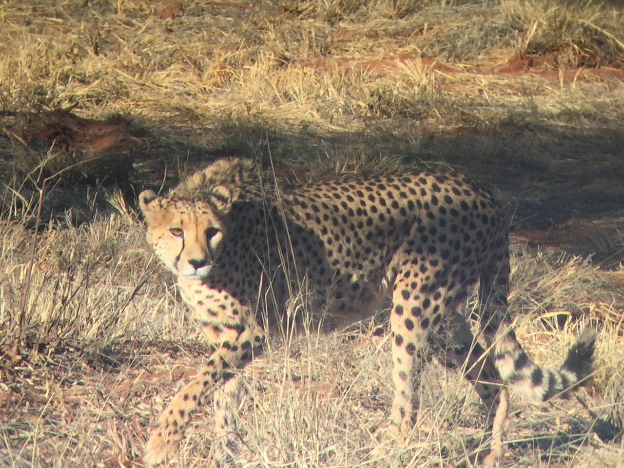 [9250] 2016_06_23_15_49_59_Africa_iPhone_6_IMG_7916_00500.jpg