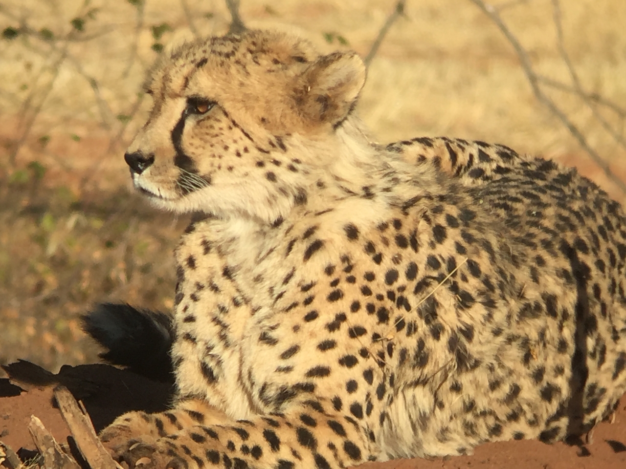 [9256] 2016_06_23_15_53_08_Africa_iPhone_6_IMG_7920_00503.jpg