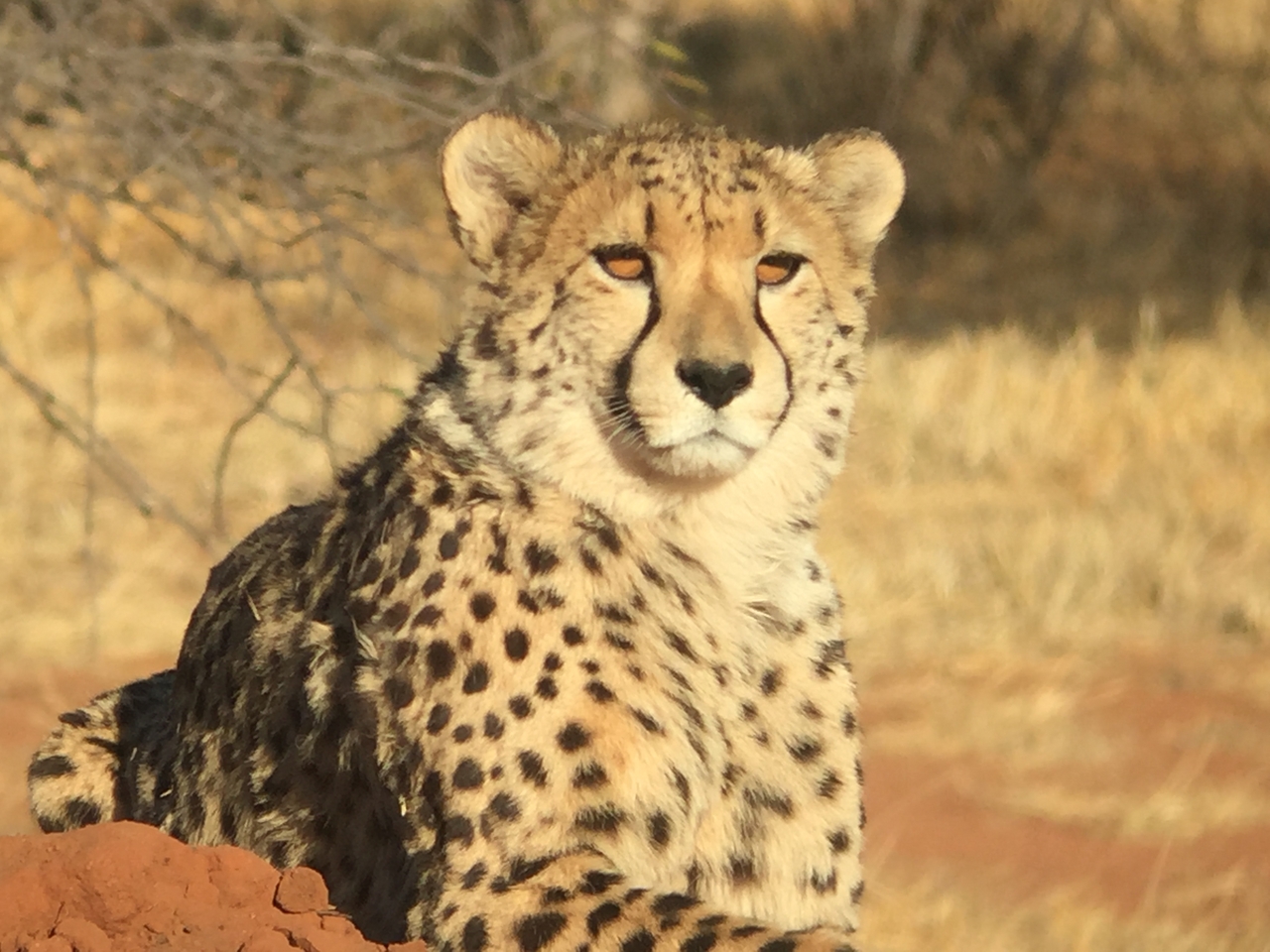 [9259] 2016_06_23_15_53_13_Africa_iPhone_6_IMG_7921_02845.jpg