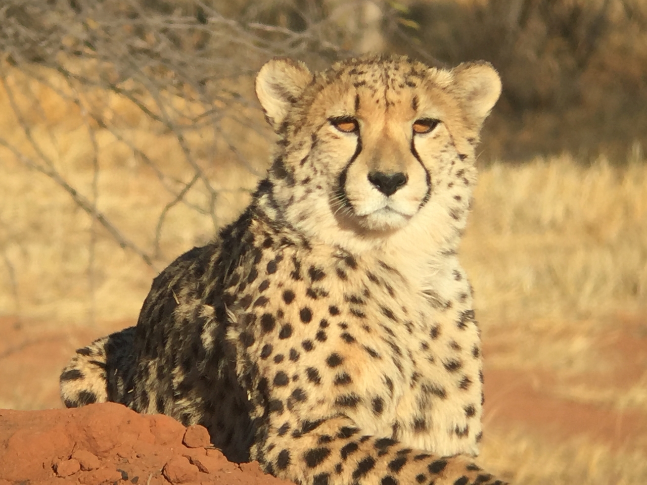 [9260] 2016_06_23_15_53_14_Africa_iPhone_6_IMG_7922_00505.jpg