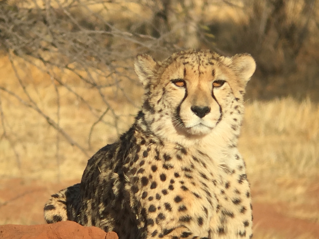 [9262] 2016_06_23_15_53_15_Africa_iPhone_6_IMG_7923_00506.jpg