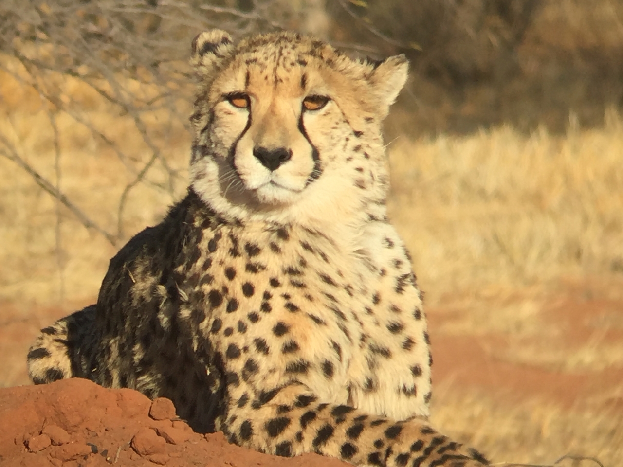 [9267] 2016_06_23_15_53_27_Africa_iPhone_6_IMG_7925_02849.jpg