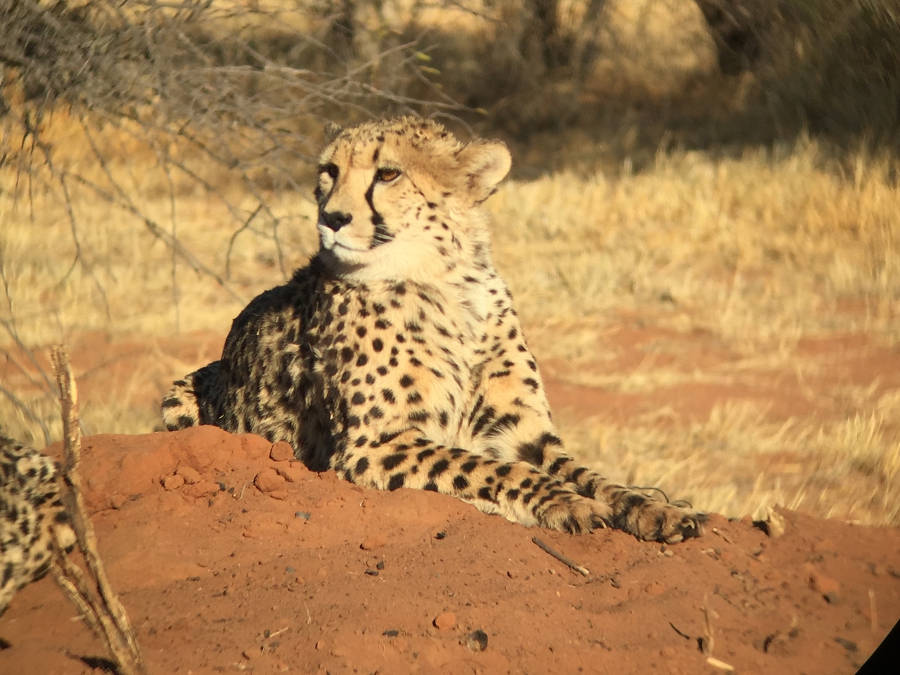 [9276] 2016_06_23_15_58_43_Africa_iPhone_6_IMG_7930_00513.jpg