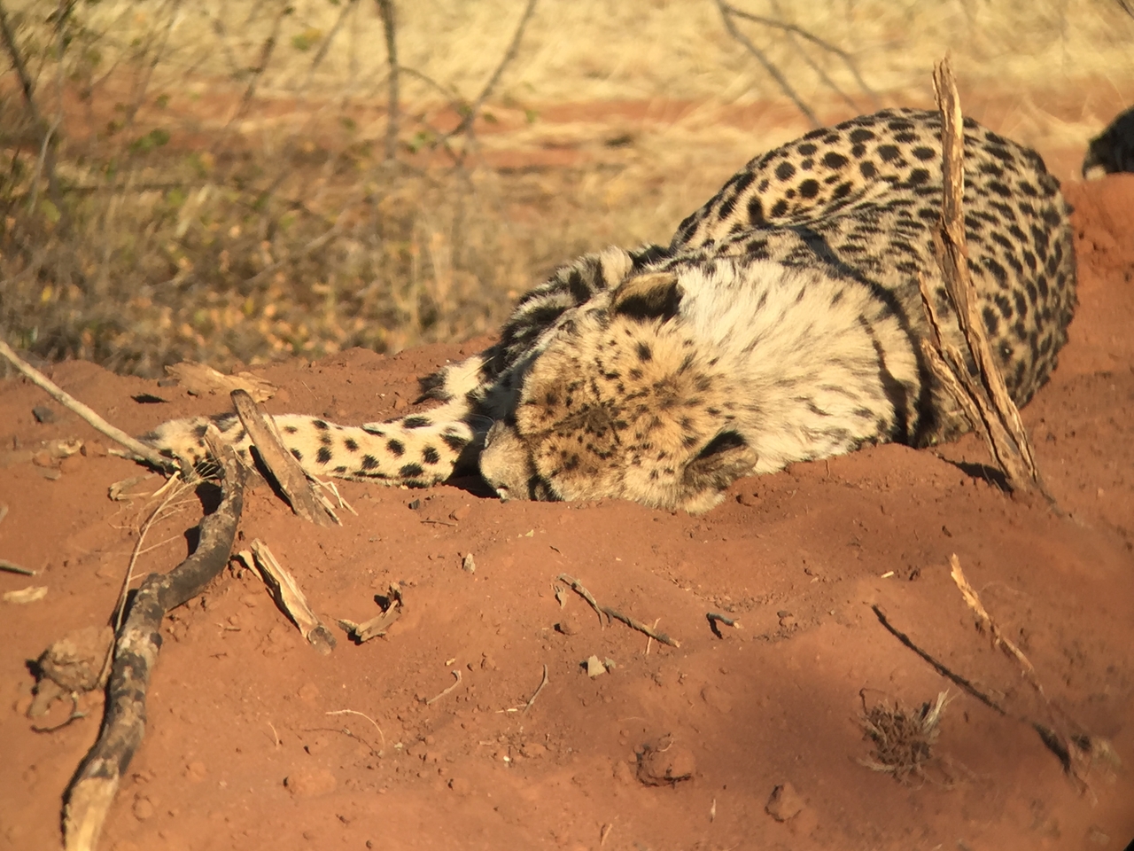 [9293] 2016_06_23_16_08_42_Africa_iPhone_6_IMG_7939_02862.jpg