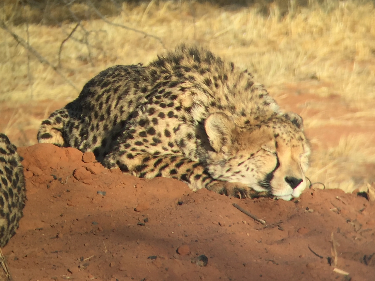 [9311] 2016_06_23_16_11_19_Africa_iPhone_6_IMG_7948_02871.jpg