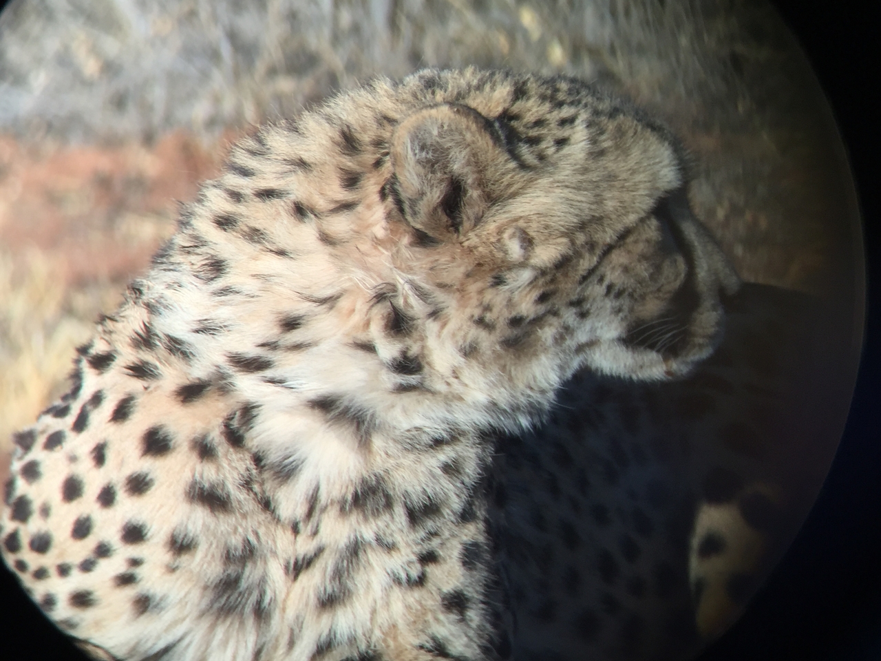 [9330] 2016_06_23_16_13_36_Africa_iPhone_6_IMG_7958_00540.jpg