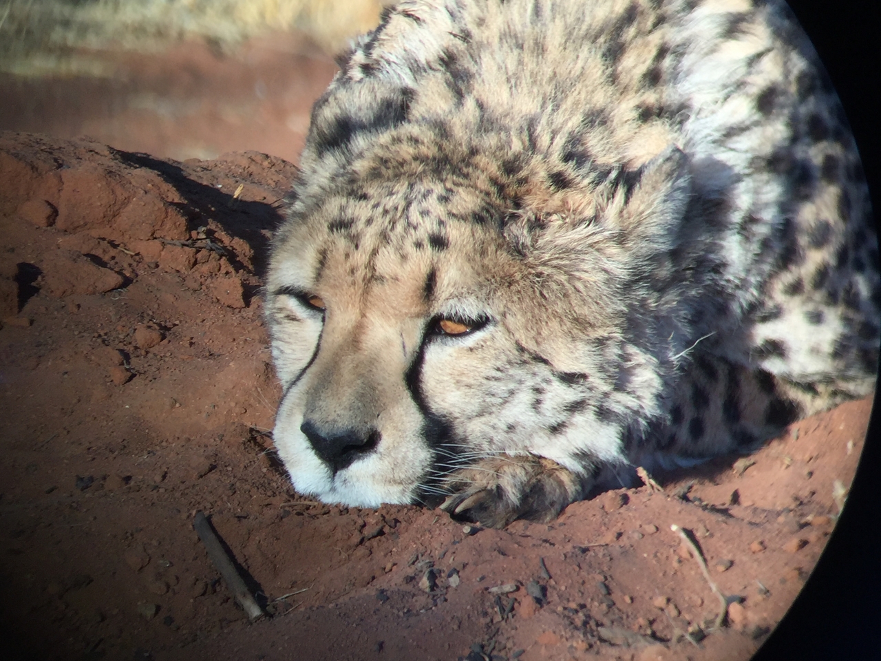 [9342] 2016_06_23_16_14_17_Africa_iPhone_6_IMG_7964_00546.jpg