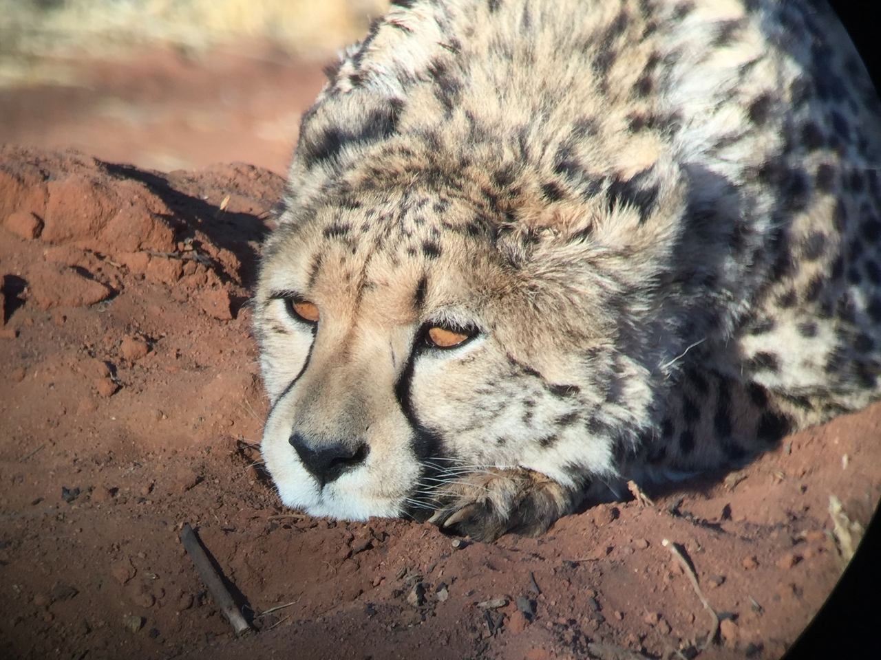 [9346] 2016_06_23_16_14_24_Africa_iPhone_6_IMG_7966_00548.jpg