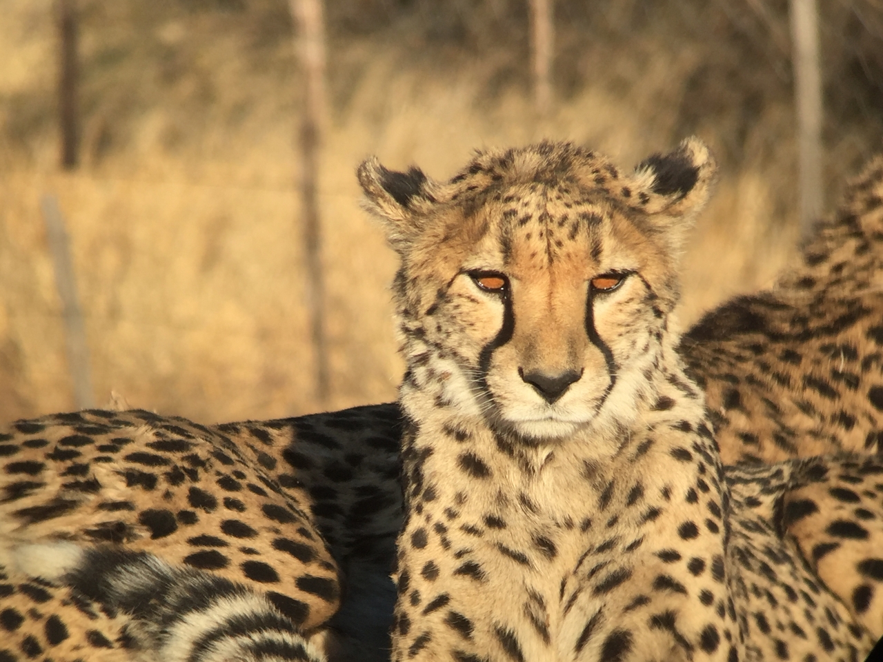 [9389] 2016_06_23_16_21_26_Africa_iPhone_6_IMG_7980_00562.jpg