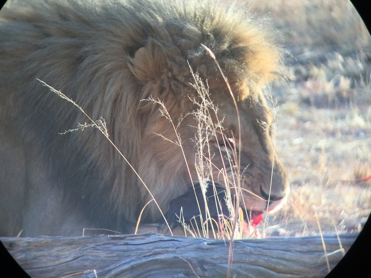 [9418] 2016_06_23_16_41_45_Africa_iPhone_6_IMG_7995_02917.jpg