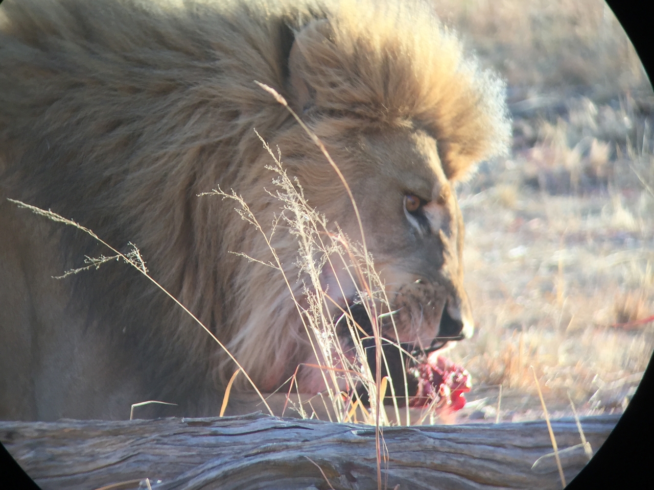 [9420] 2016_06_23_16_41_52_Africa_iPhone_6_IMG_7996_02918.jpg