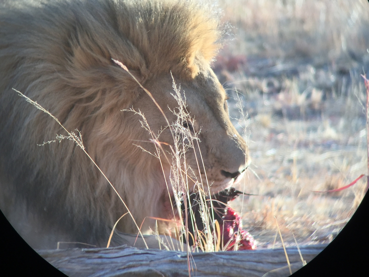 [9428] 2016_06_23_16_42_27_Africa_iPhone_6_IMG_8001_00583.jpg