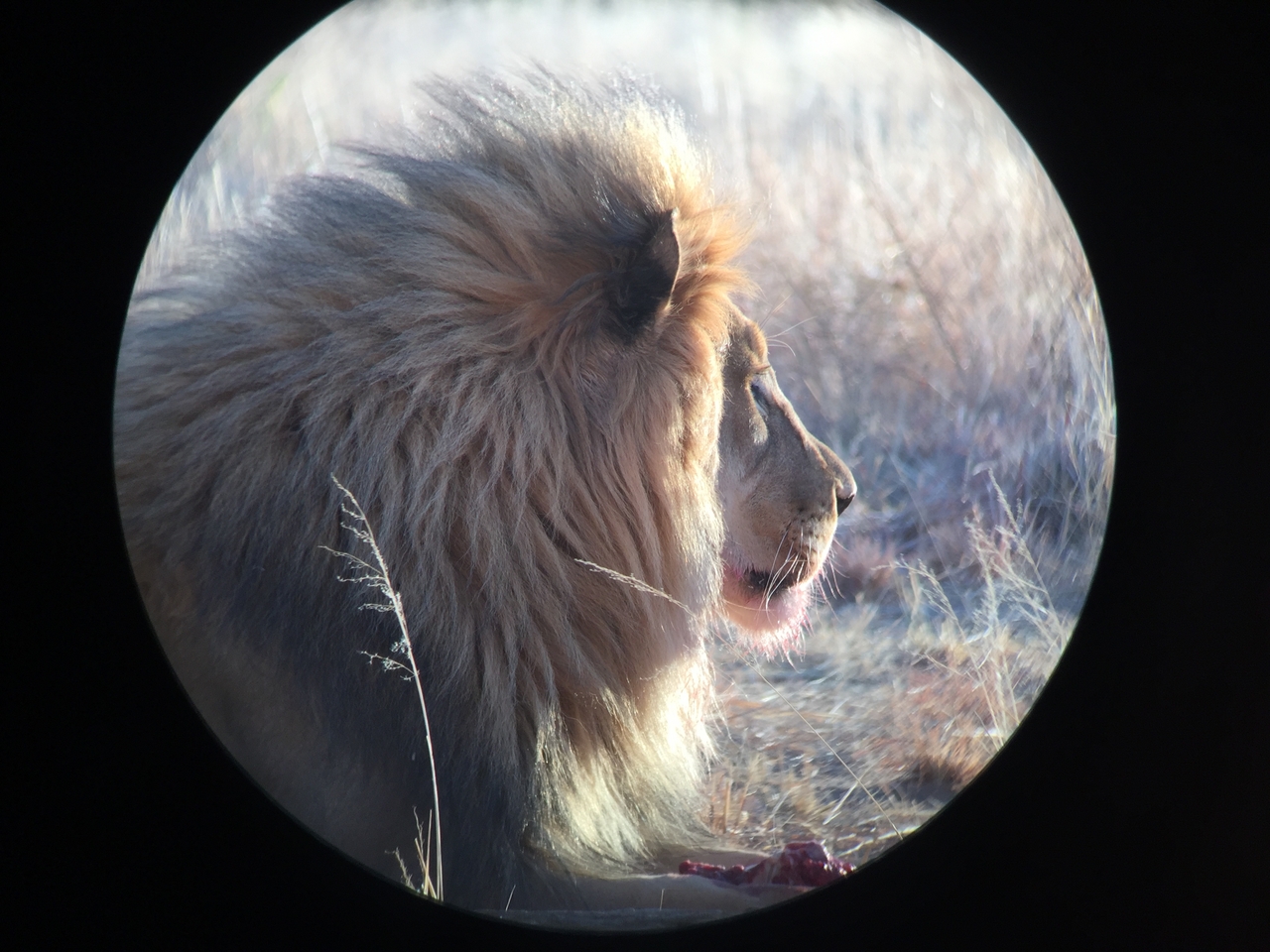 [9432] 2016_06_23_16_45_33_Africa_iPhone_6_IMG_8003_02926.jpg