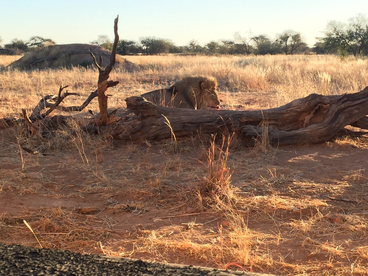 [9438] 2016_06_23_16_46_25_Africa_iPhone_6_IMG_8005_02928.jpg