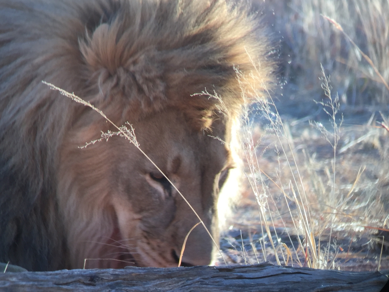 [9439] 2016_06_23_16_50_56_Africa_iPhone_6_IMG_8006_00006.jpg