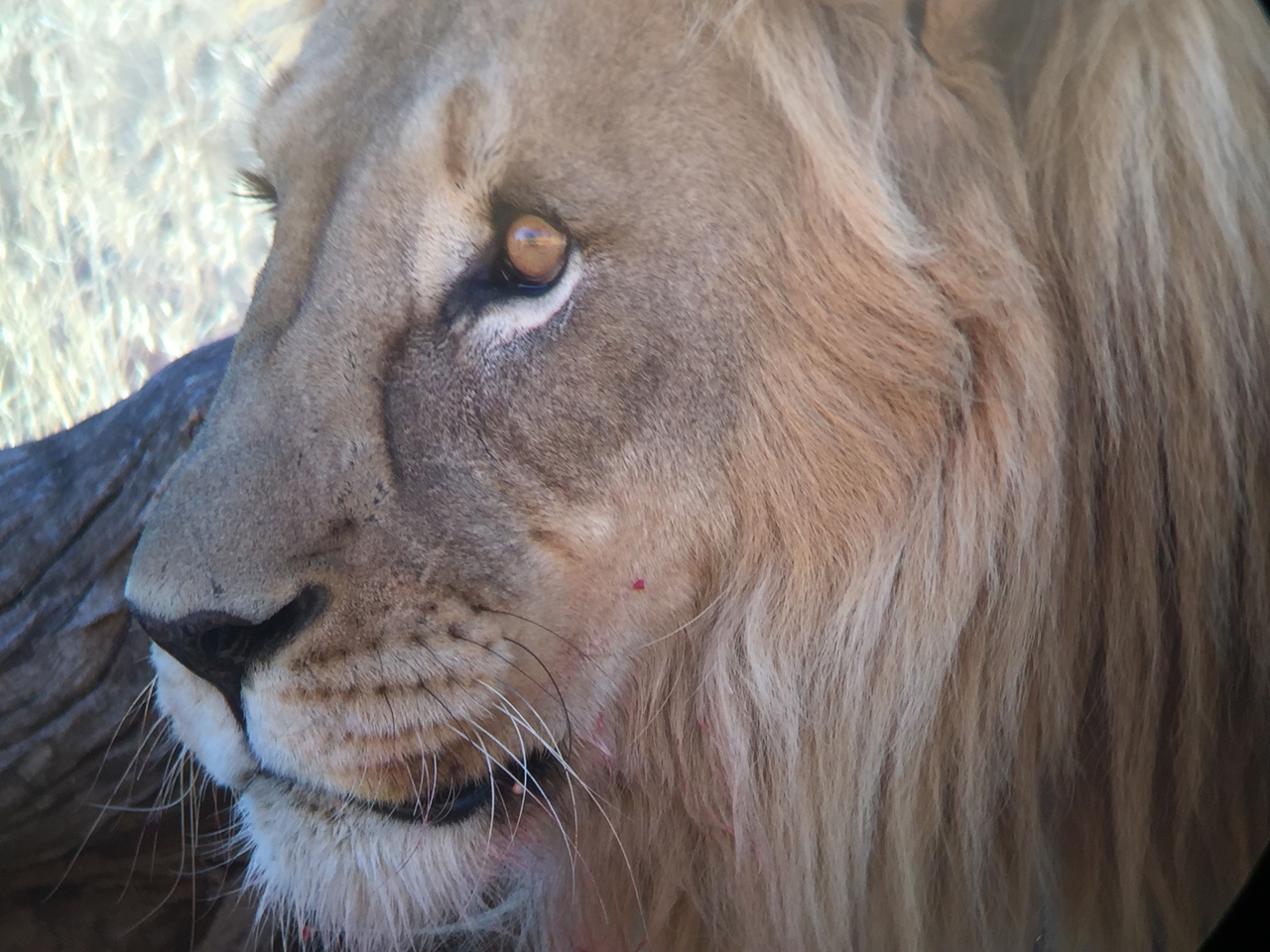 [9472] 2016_06_23_16_53_15_Africa_iPhone_6_IMG_8017_00017.jpg