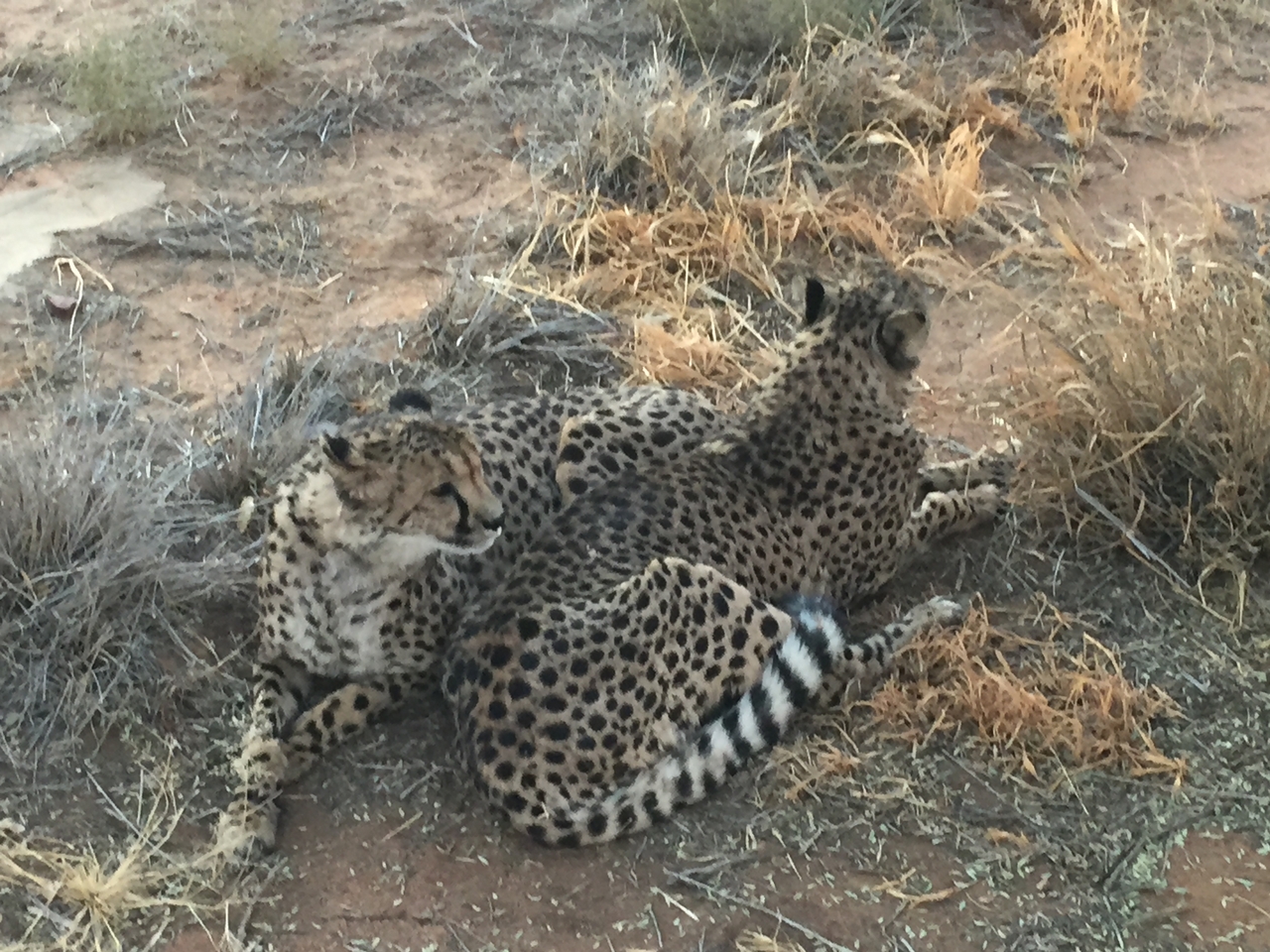 [9532] 2016_06_23_17_27_01_Africa_iPhone_6_IMG_8027_00608.jpg
