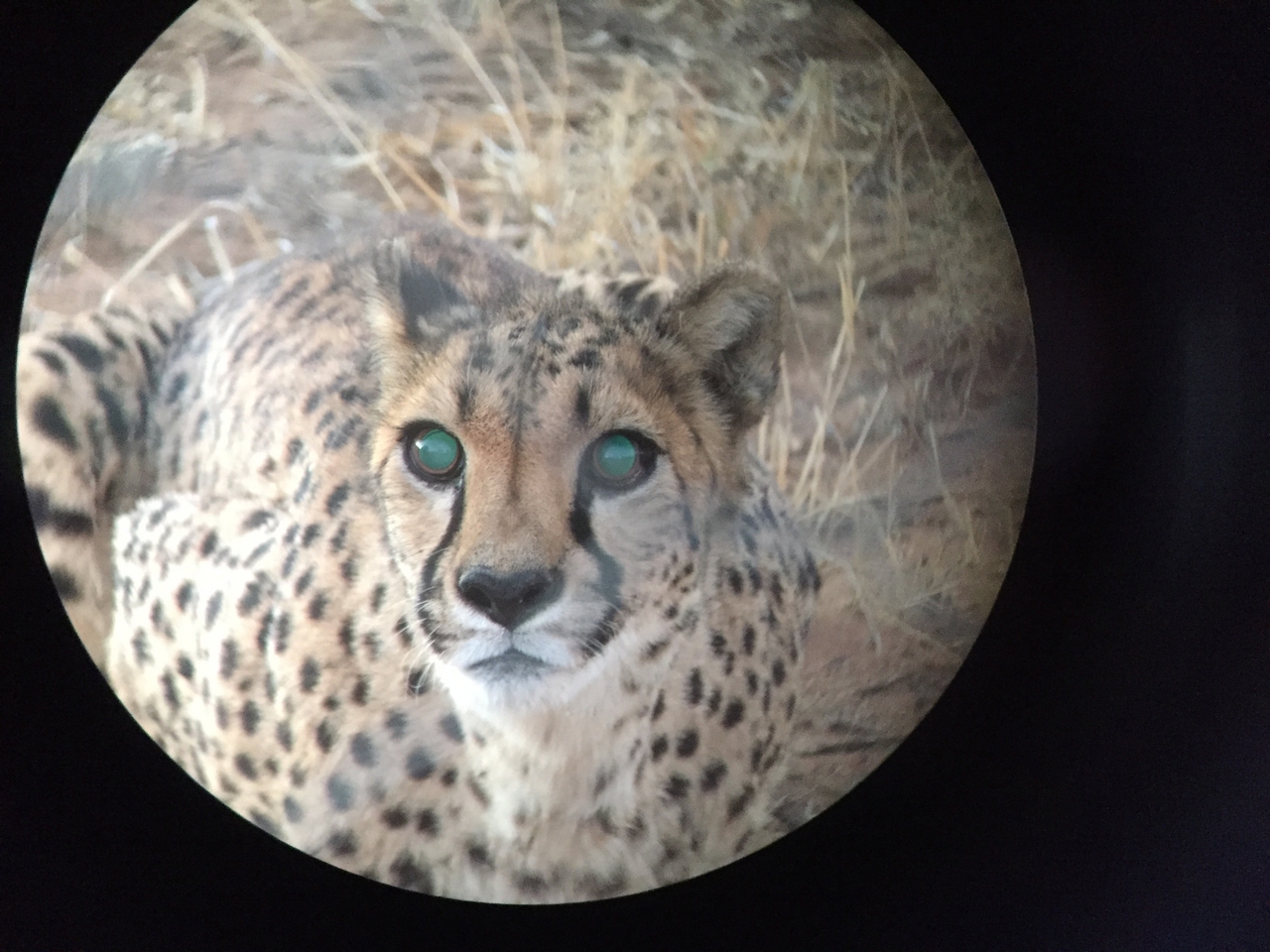 [9551] 2016_06_23_17_29_46_Africa_iPhone_6_IMG_8035_02955.jpg