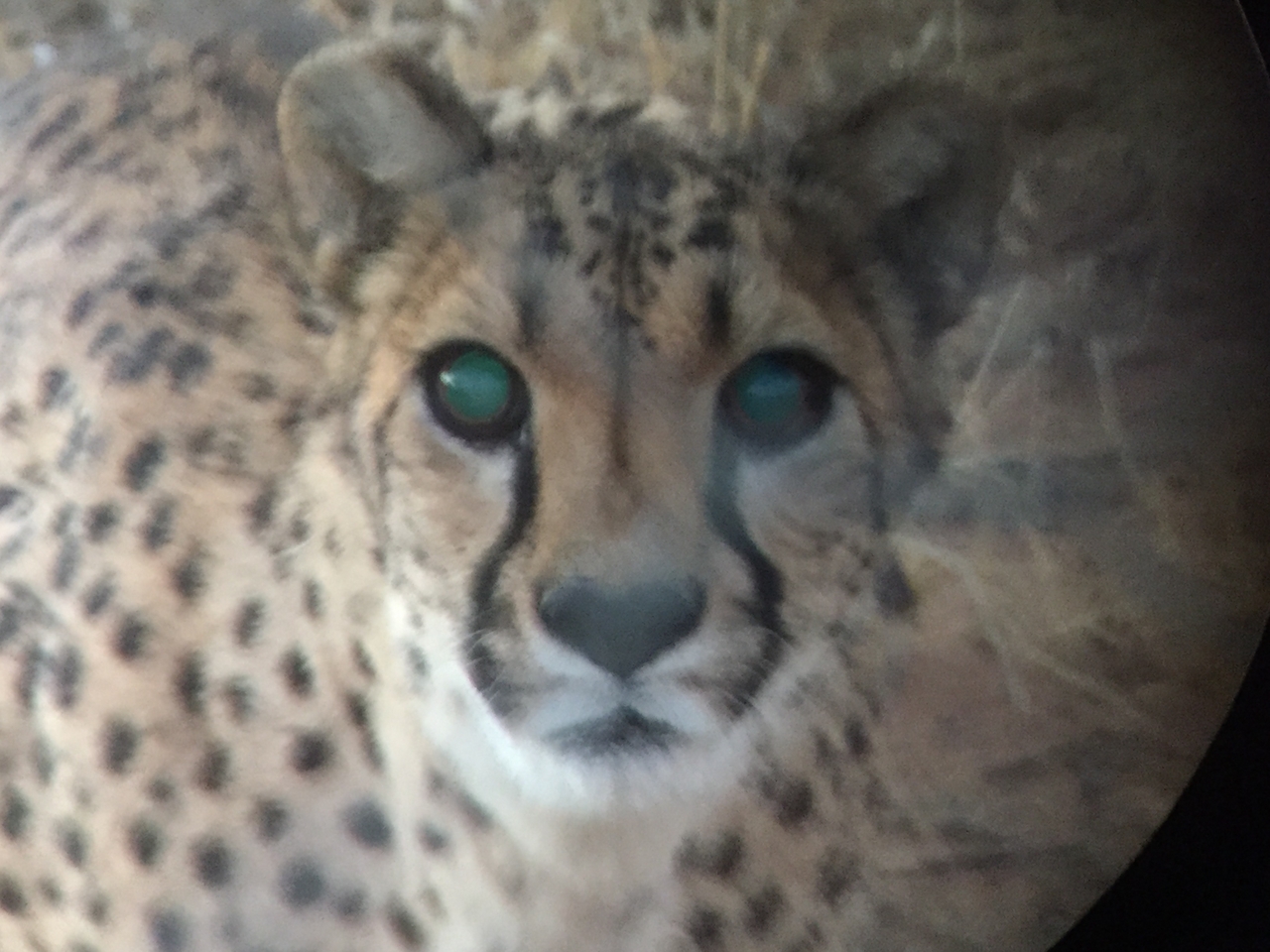 [9552] 2016_06_23_17_29_51_Africa_iPhone_6_IMG_8036_00033.jpg