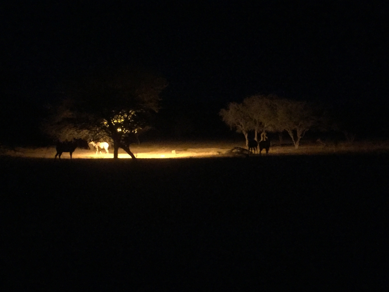 [13732] 2016_06_23_23_17_48_Africa_iPhone_6_IMG_8077_02996.jpg