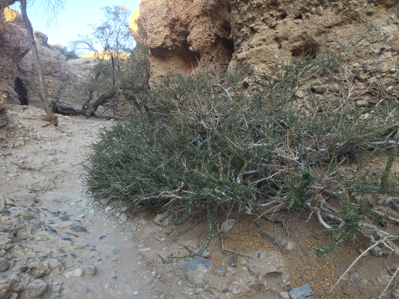 [14164] 2016_06_24_16_39_06_Africa_iPhone_6_IMG_8103_00676.jpg