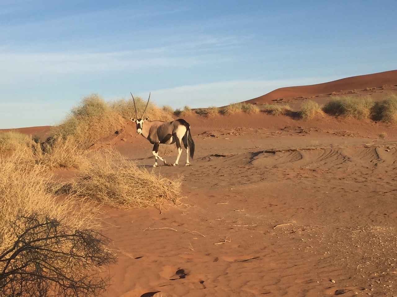 [15524] 2016_06_25_07_29_14_Africa_iPhone_6_IMG_8170_03082.jpg