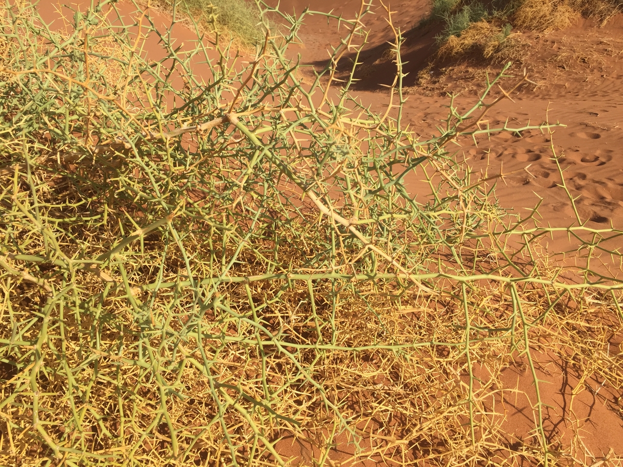 [15767] 2016_06_25_08_56_00_Africa_iPhone_6_IMG_8249_00805.jpg