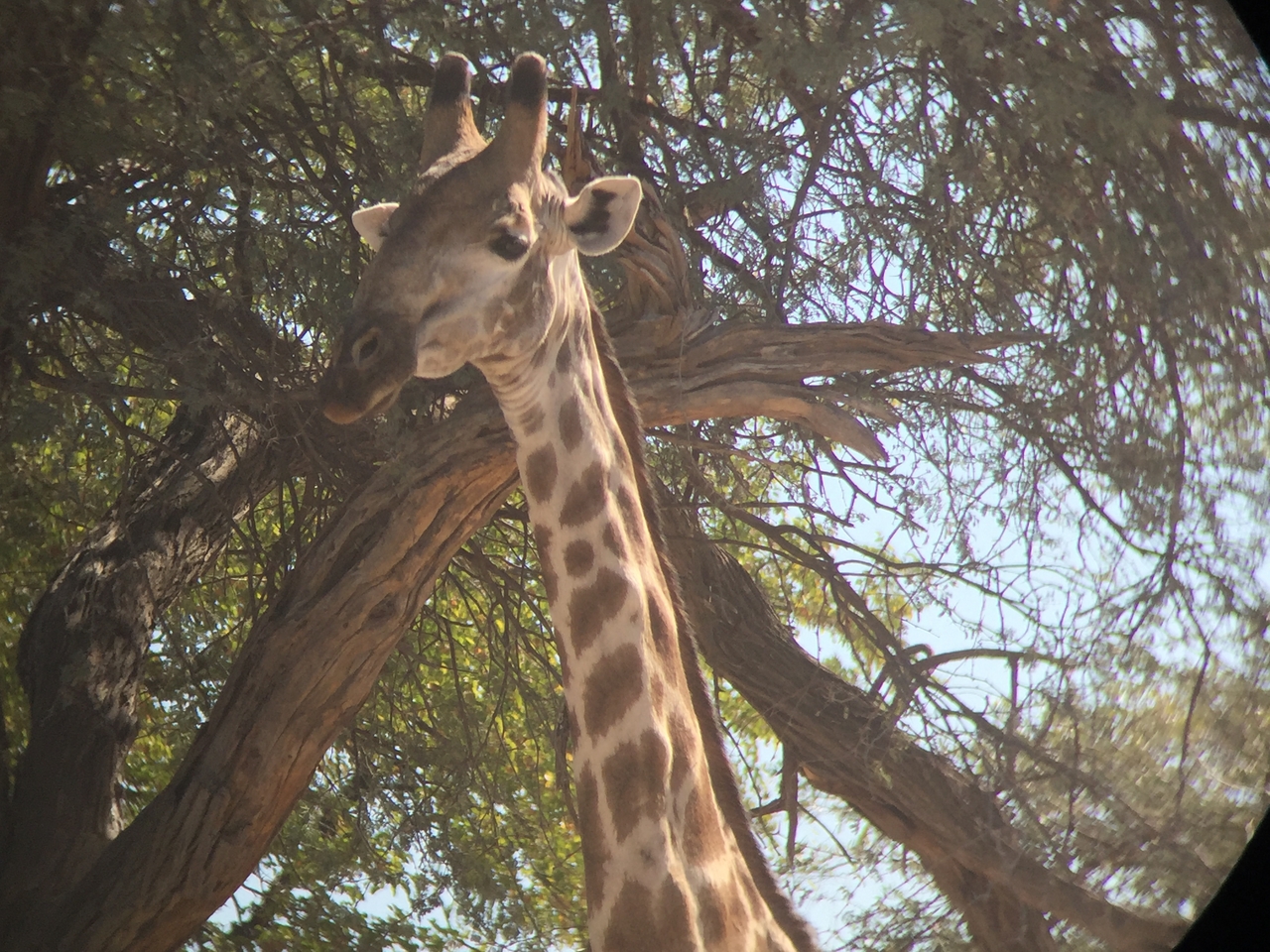 [17215] 2016_06_27_13_54_17_Africa_iPhone_6_IMG_8426_00966.jpg