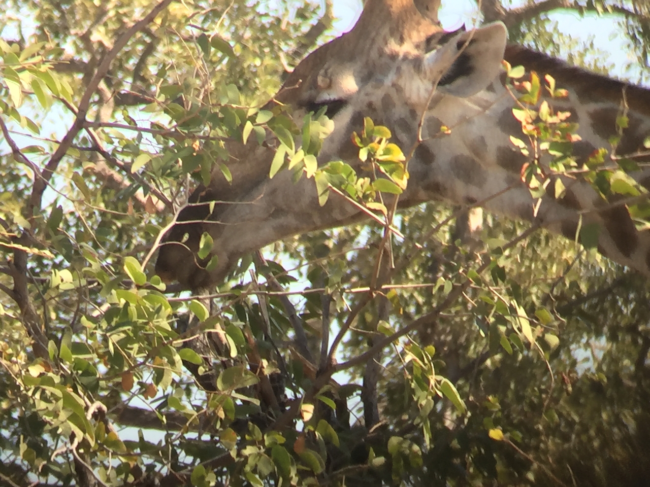 [17272] 2016_06_27_13_55_44_Africa_iPhone_6_IMG_8445_00985.jpg