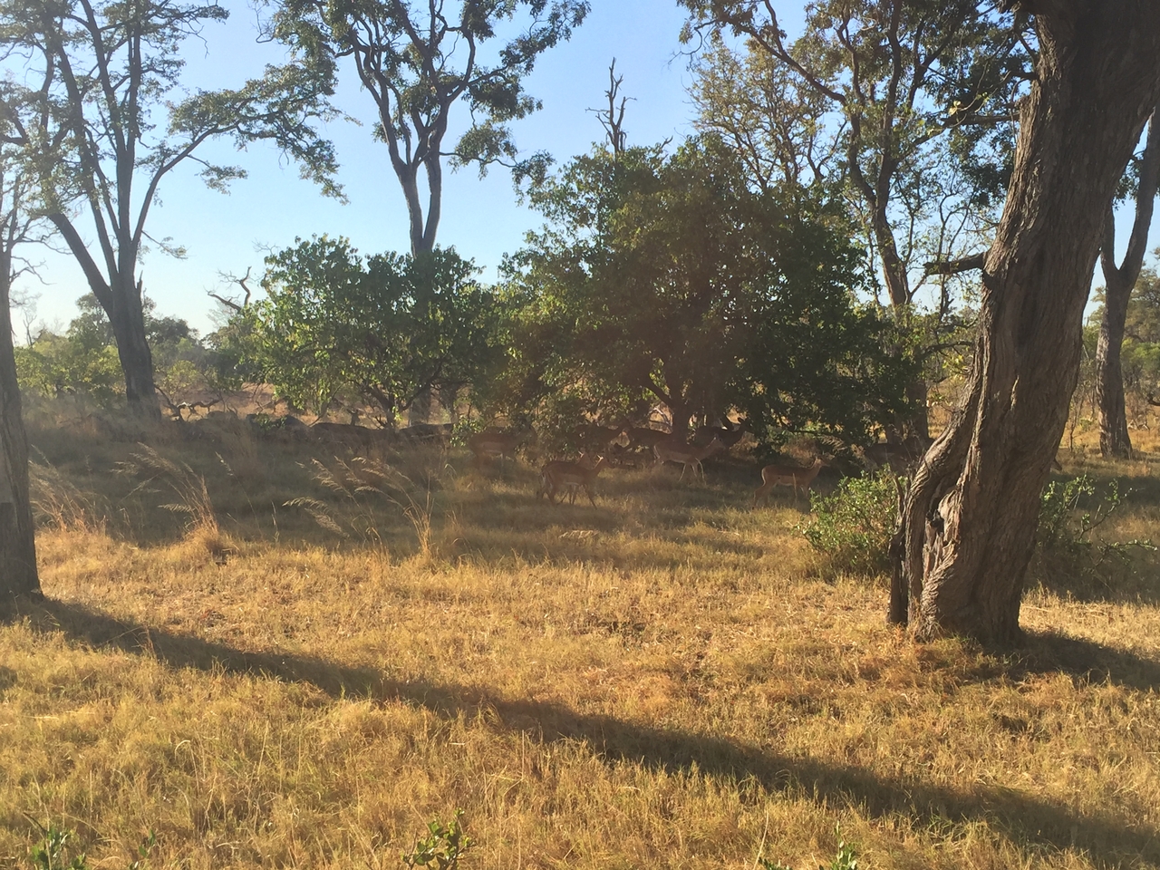 [17302] 2016_06_27_16_43_33_Africa_iPhone_6_IMG_8451_00991.jpg