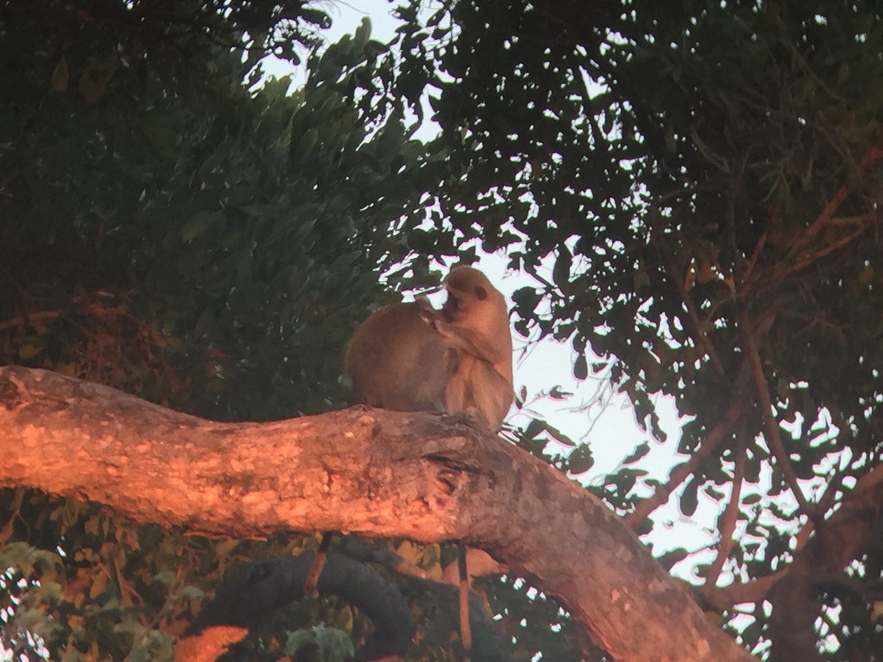 [19807] 2016_06_28_07_07_38_Africa_iPhone_6_IMG_8461_00419.jpg