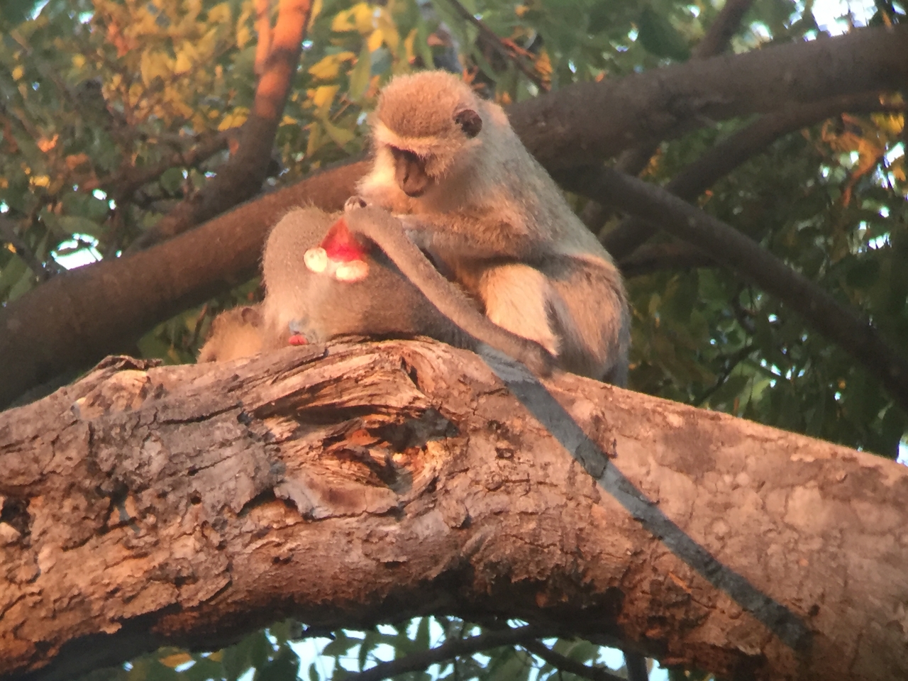 [19813] 2016_06_28_07_08_55_Africa_iPhone_6_IMG_8463_00421.jpg