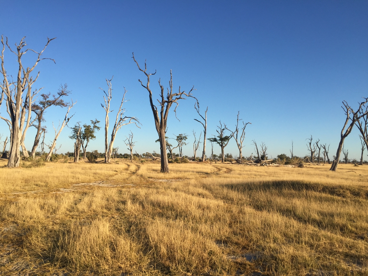 [19845] 2016_06_28_07_44_27_Africa_iPhone_6_IMG_8471_03352.jpg