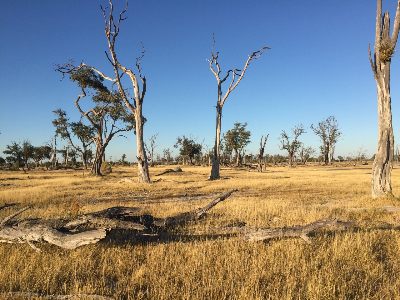 [19847] 2016_06_28_07_45_52_Africa_iPhone_6_IMG_8472_01012.jpg