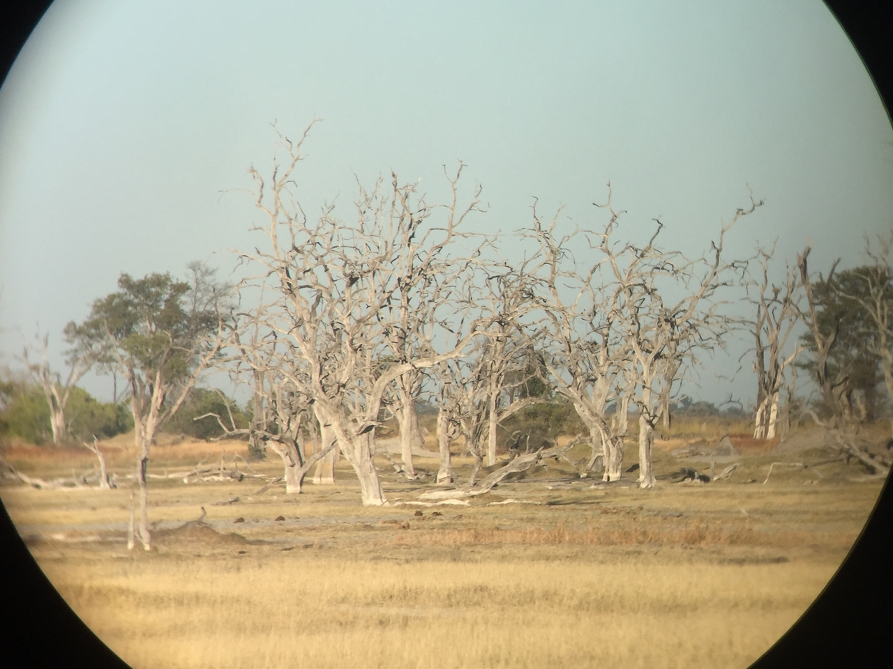 [19851] 2016_06_28_07_50_19_Africa_iPhone_6_IMG_8473_00431.jpg