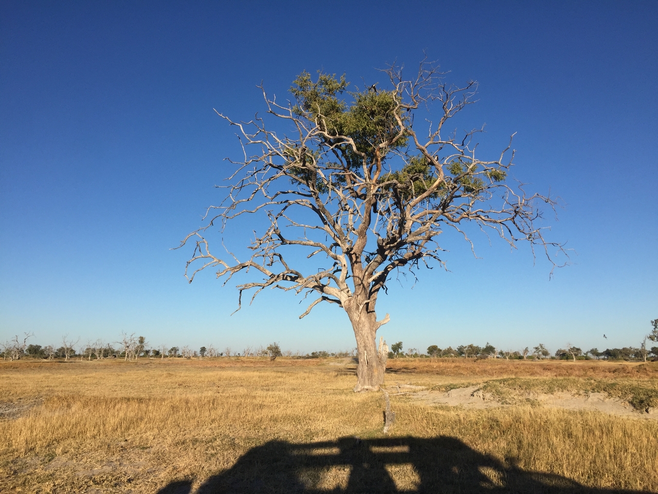 [19854] 2016_06_28_07_52_12_Africa_iPhone_6_IMG_8474_00432.jpg