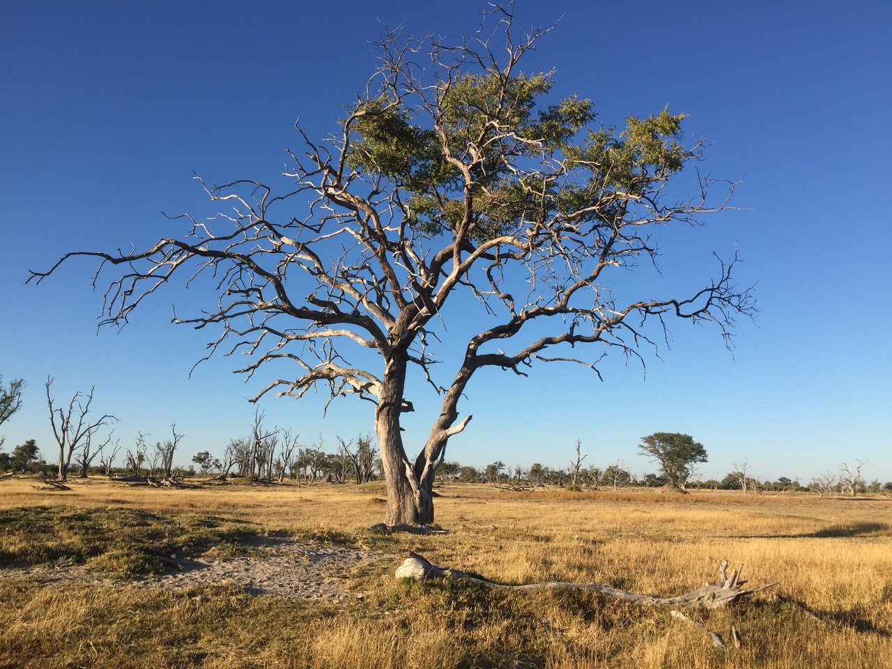 [19859] 2016_06_28_07_52_22_Africa_iPhone_6_IMG_8475_03356.jpg