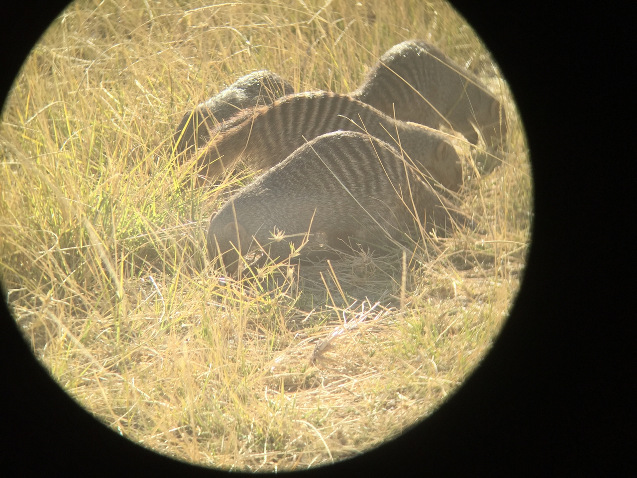 [19897] 2016_06_28_08_48_19_Africa_iPhone_6_IMG_8488_01028.jpg