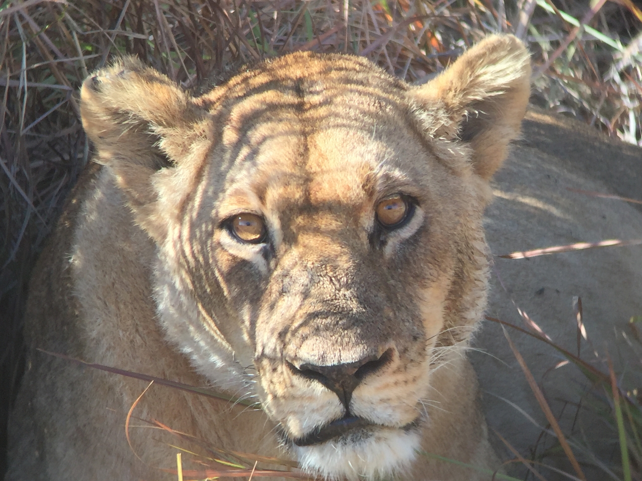 [19928] 2016_06_28_10_03_55_Africa_iPhone_6_IMG_8492_03373.jpg