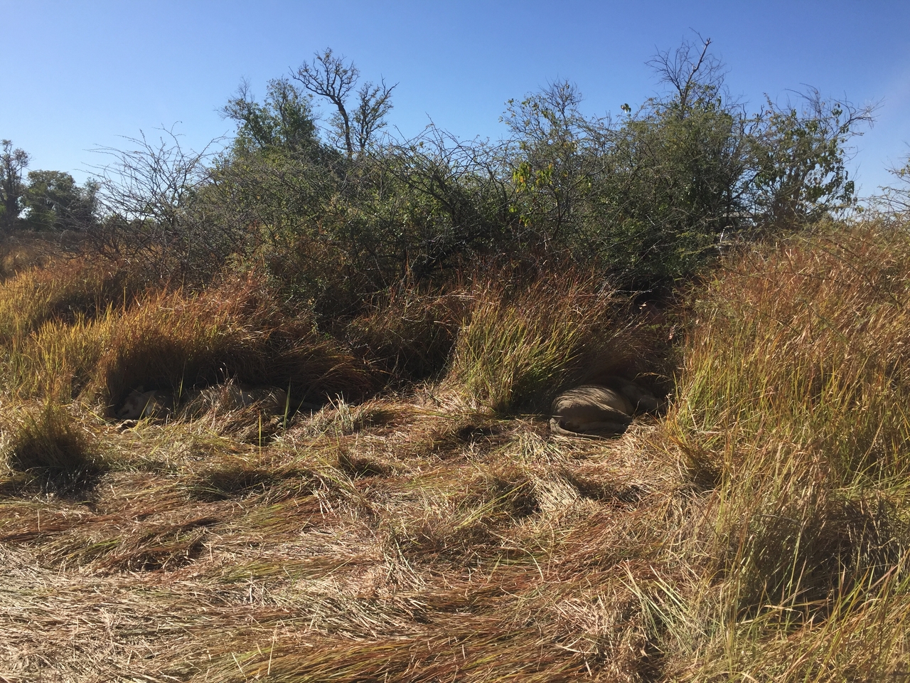 [19942] 2016_06_28_10_15_57_Africa_iPhone_6_IMG_8497_01037.jpg