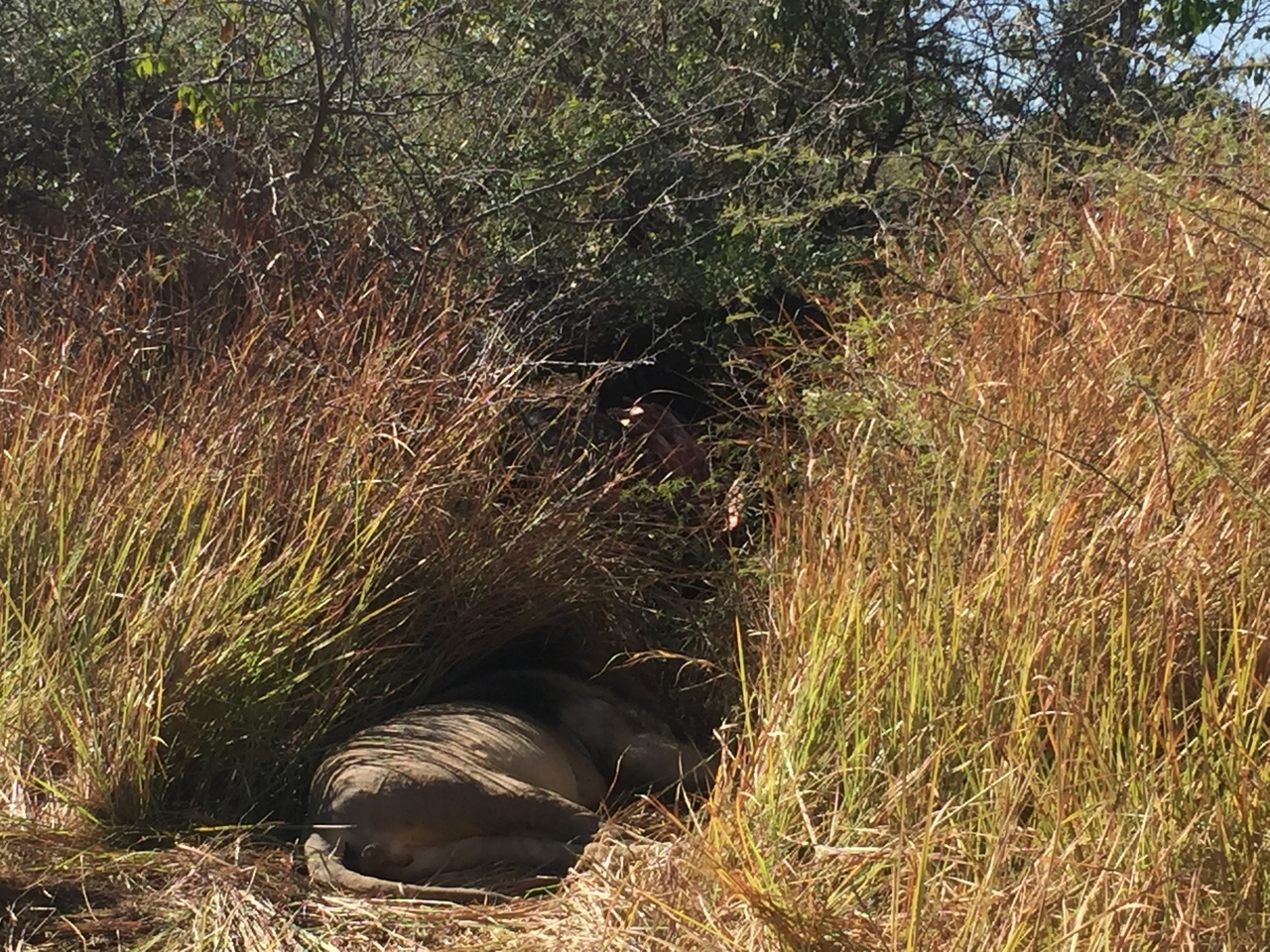 [19948] 2016_06_28_10_16_04_Africa_iPhone_6_IMG_8499_01039.jpg